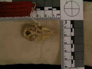 Media type: image;   Mammalogy 22453 Description: Image of skeleton specimen - ventral view. ventral view of skull.;